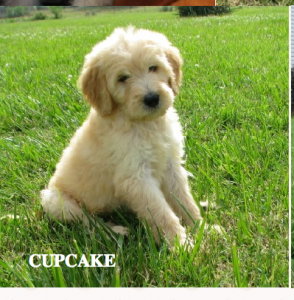 Yes, cupcake is the cutest name for this puppy!!